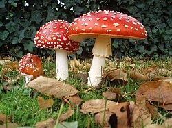 IMG_1278.jpeg