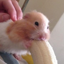 blehb