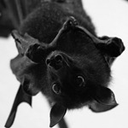 blackbat